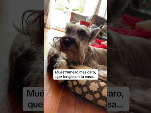 Mi perro es mi tesoro más preciado.