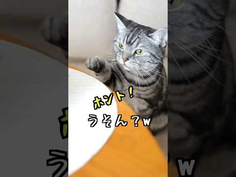 自由奔放すぎる我が家の猫さまw #shorts #アフレコ #猫のいる暮らし