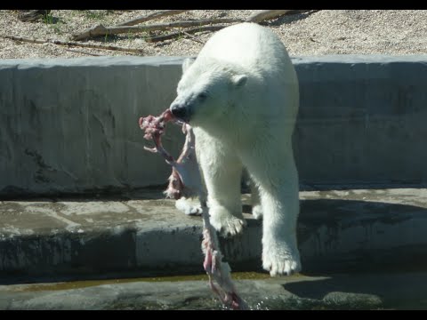 Московский зоопарк Белый медведь завтракает. Смешное видео. Приколы с животными. Fun with animals!