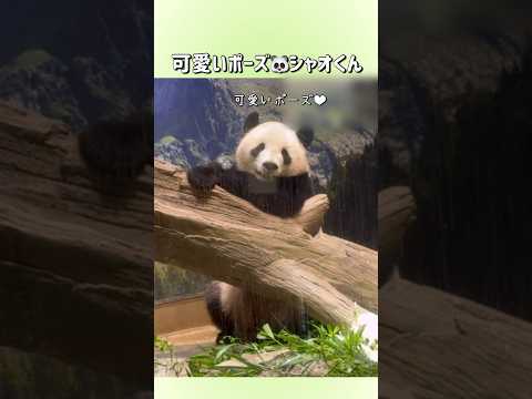 【可愛いポーズのシャオくん🐼】〜上野動物園〜