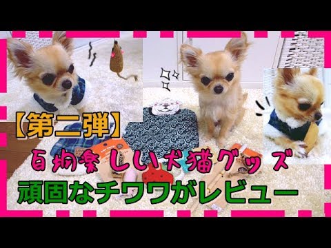 【第二弾】100均楽しい🎵犬猫グッズ🐶😺頑固なチワワ💦がレビュー📢【2nd】 Stubborn Chihuahua  reviews 100-yen shop fun dog cat goods .