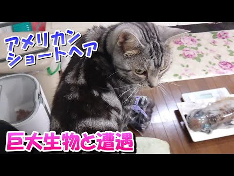 ソラさん巨大生物と遭遇　春アオリ（アメリカンショートヘア）