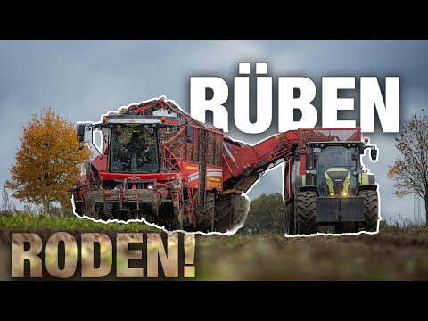 RÜBENRODEN EXTREM! | Hektar Roden mit Grimme Rexor 630 Claas Axion 870, Krampe BigBody |Beet Harvest