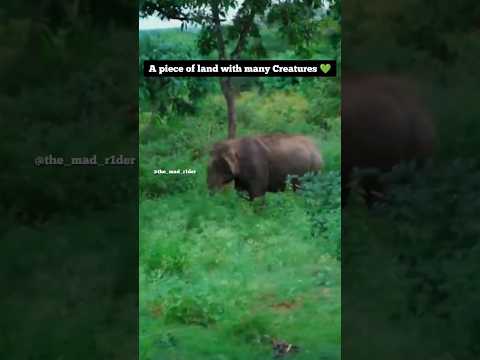 ಕಾಡನ್ನು ಉಳಿಸಿ🙏💚 #savebandipur#bandipur #kearala #nilgiris #madrider #VLOG #forest #Karnataka