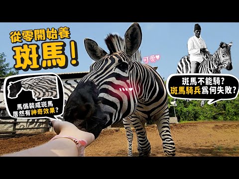 【從零開始養】斑馬!超無俚頭!斑馬不能騎?斑馬騎兵為何失敗?馬偽裝成斑馬居然有神奇效果?【許伯簡芝】