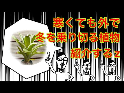 冬も外で乗り切る観葉植物