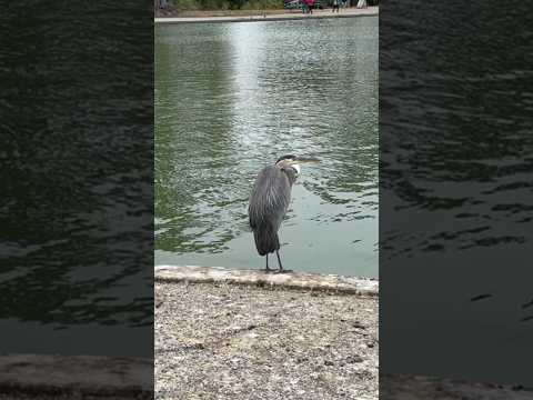 Great Blue Heron with its subtle blue-gray plumage often stands motionless as it scans for prey!