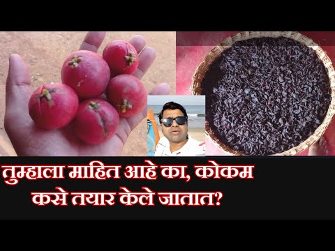 कोकम कसे तयार केले जातात | कोकम सरबत | kokum making process of kokan | benifits of kokum | सोलकढी