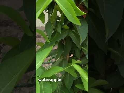 #farmlife #farmdiaries #farmstories #waterapple