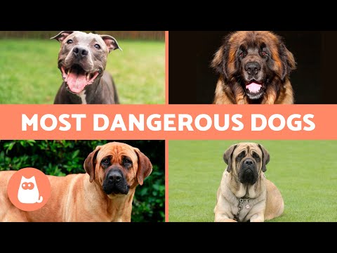 10 MOST DANGEROUS DOG BREEDS in the WORLD 🐶⚠️ Is it Genetics or Education?