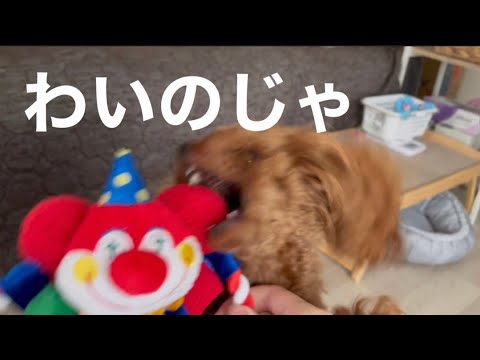 おもちゃ愛が強すぎる犬【ドギーボックス5月BOX】トイプードル