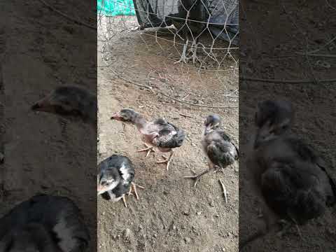 baby chicken fight