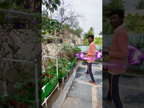 Let’s harvest tomatoes,chilies,brinjals 🍅