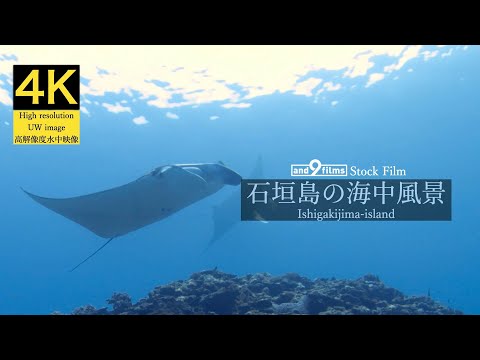 【4K 水中映像】石垣島の海中風景 / Underwater scenery / Ishigakijima-island Okinawa