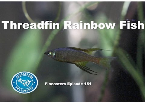 Threadfin Rainbowfish Fincasters Episode 151