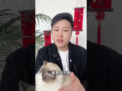 为什么养母猫的人，大部分会后悔。养猫经验分享 养猫知识 新手养猫 猫咪发情 猫咪