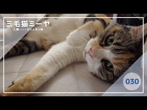 【猫好き必見！癒しの三毛猫動画】構ってほしいのでいろんな仕草を模索♪三毛猫ミーヤちゃん