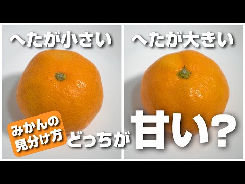 みかんはへたの切り口が小さいのと大きいののどっちが甘いの？食べ比べてみたら驚きの事実が！