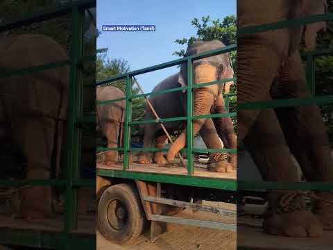 Nature Elephants #shortsfeed #shortsviral #video #motivationalvideo 😍😍