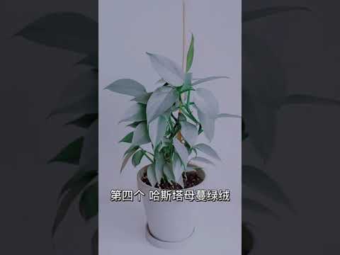 【蓝胖小花匠🎏】封闭阳台小花园2022年我淘汰的那些观叶植物汇总#爱生活爱养花#室内绿植#养花小知识#我的阳台小花园#红蜘蛛