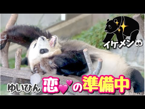 【パンダアイドル楓浜】どうかお願い‼️結ねぇが恋のストレッチタイムしてるから🐼