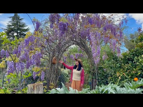 How To Build A Beautiful Wisteria Garden Arch - Garden Trellis - Garden Arbor In Just A Few Minutes!