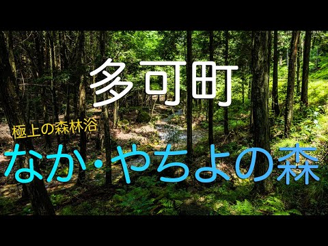 【兵庫県多可町】なか・やちよの森公園の極上森林セラピーコース/ Japan's Best  Forest Therapy Spot in Taka Town, Hyogo Japan.