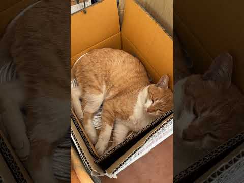 縁側ねこ コタの思い出｜ダンボール箱の中でお昼寝 #cat #ねこ #ダンボール