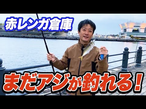 【横浜新港】赤レンガ倉庫の最新釣果情報！まだアジは釣れるがポイント選びが最重要