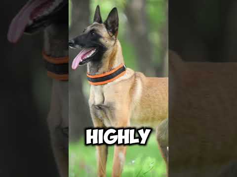 German Shepherd VS Belgian Malinois #shorts #dogs