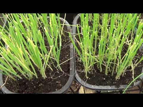 Moving Day For The Onion Seedlings, How To Get Your Onion Seedlings Ready To Plant Outside