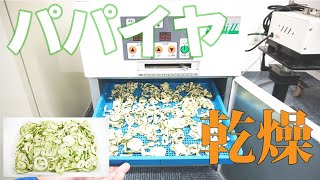 【乾燥パパイヤ作り】パパイヤを乾燥（プチミニⅡ）