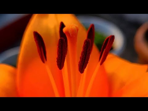 The Most Beautiful flowers collection in my terrace garden| Ramgarh Tal view | Cinematic