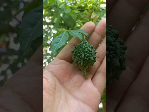 bittergourd harvesting/ my  kitchen garden ..watch my other videos also and subscribe for recipes 💛