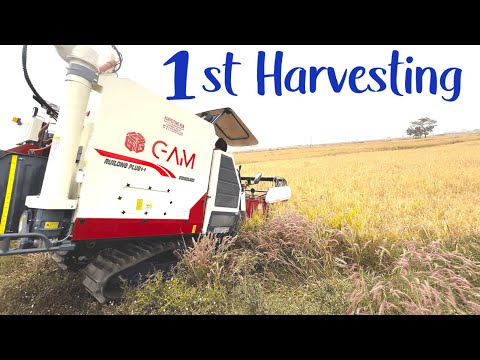 🚜 GAM Harvester 1st Cutting | John Deere 5310 4WD Shifting Harvester | JD5050D 4WD Paddy Trip 🌾