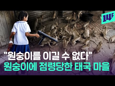 원숭이가 거리 점령… 인간은 철창 생활한다는 태국 근황 / 14F