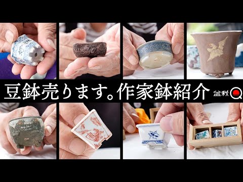 Found a treasure!? We were introduced to mame bonsai pots. [Bonsai Q]