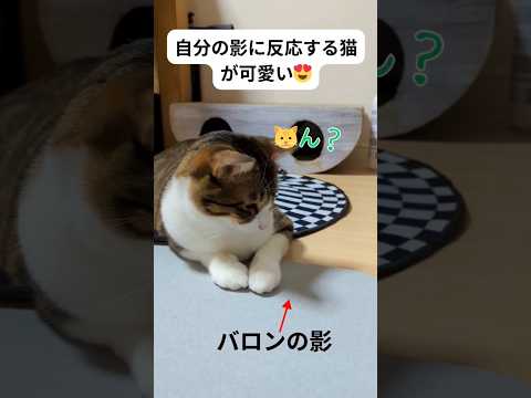 自分の影に反応しちゃう猫が可愛い　#猫 #保護猫 #cat #かわいい