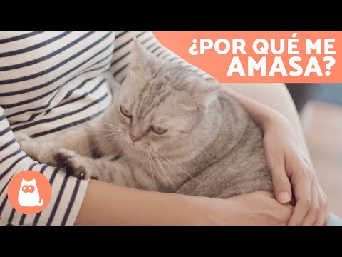 ¿Por qué MI GATO ME AMASA? 🐱❤️ | 6 Razones por las que TU GATO te AMASA 🐾