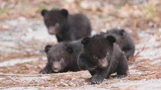 ツキノワグマの赤ちゃん すくすく