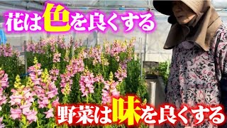 栽培方法ひとつで【色】も【味】も良く出来るのがひちゃん流【キンギョソウ】【ストック】【スターチス】【ごてちゃ】【ゴデチア】