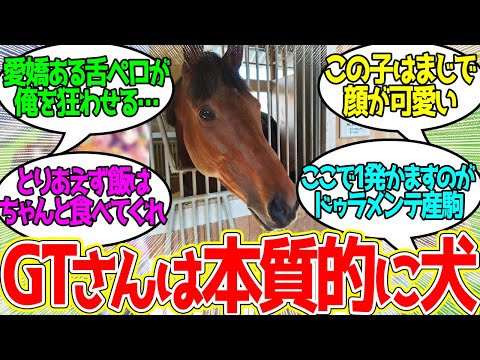 最近ジーティーさんの可愛さが広まっている…に対するみんなの反応！【競馬 の反応集】