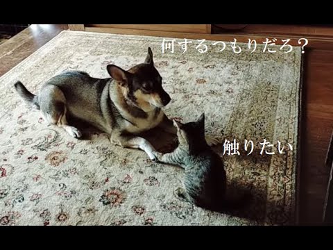 犬の足に 手を添えてみる 猫