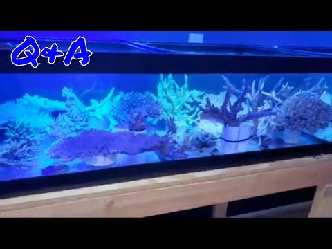 Q&A with Rico's Aquariums