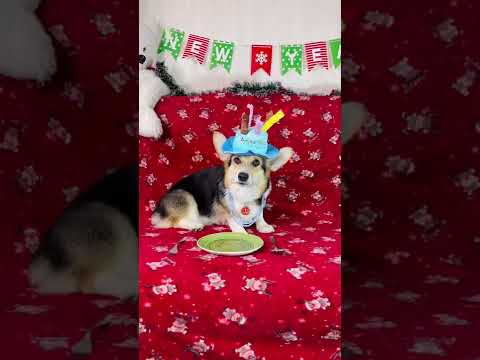 СМЕШНЫЕ ЖИВОТНЫЕ | ГРУСТНЫЙ ДЕНЬ РОЖДЕНИЯ | SAD BIRTHDAY | FUNNY ANIMALS