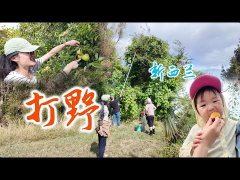 打野免费的西梅，李子，梨，苹果随便摘，太好吃了(新西兰 Harold Vlog 837)