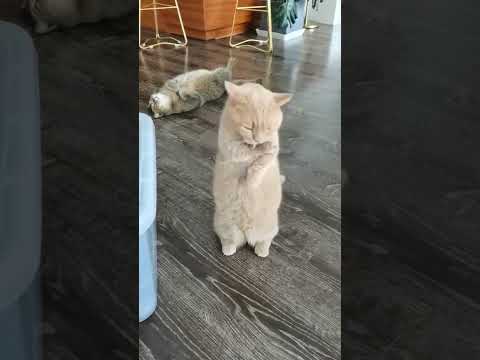 Meong Joget lucu SIKOK BAGI DUO tiktok