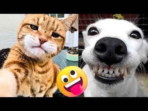 Want LAUGHS? Watch the Most HILARIOUS PET FAILS 2025 🤣🤪