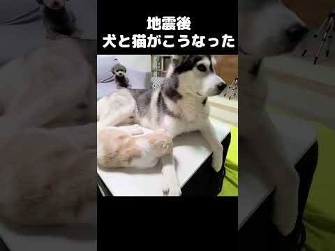 地震後犬と猫が避難準備してた。#shots