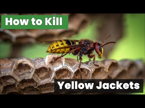 How to Kill Yellow Jackets Without Getting Stung